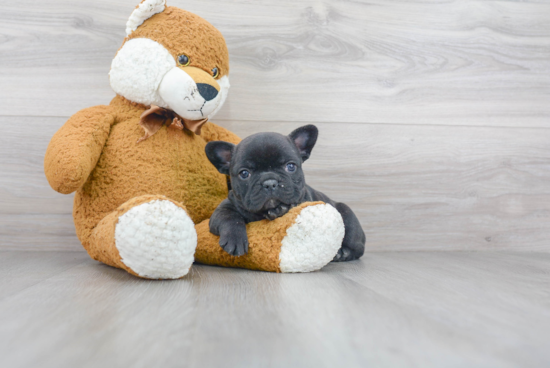 Sweet Frenchie Purebred Puppy