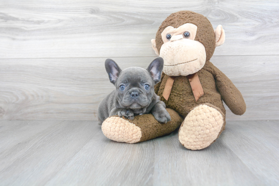 Adorable Frenchie Purebred Puppy