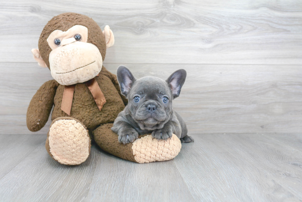 Best French Bulldog Baby