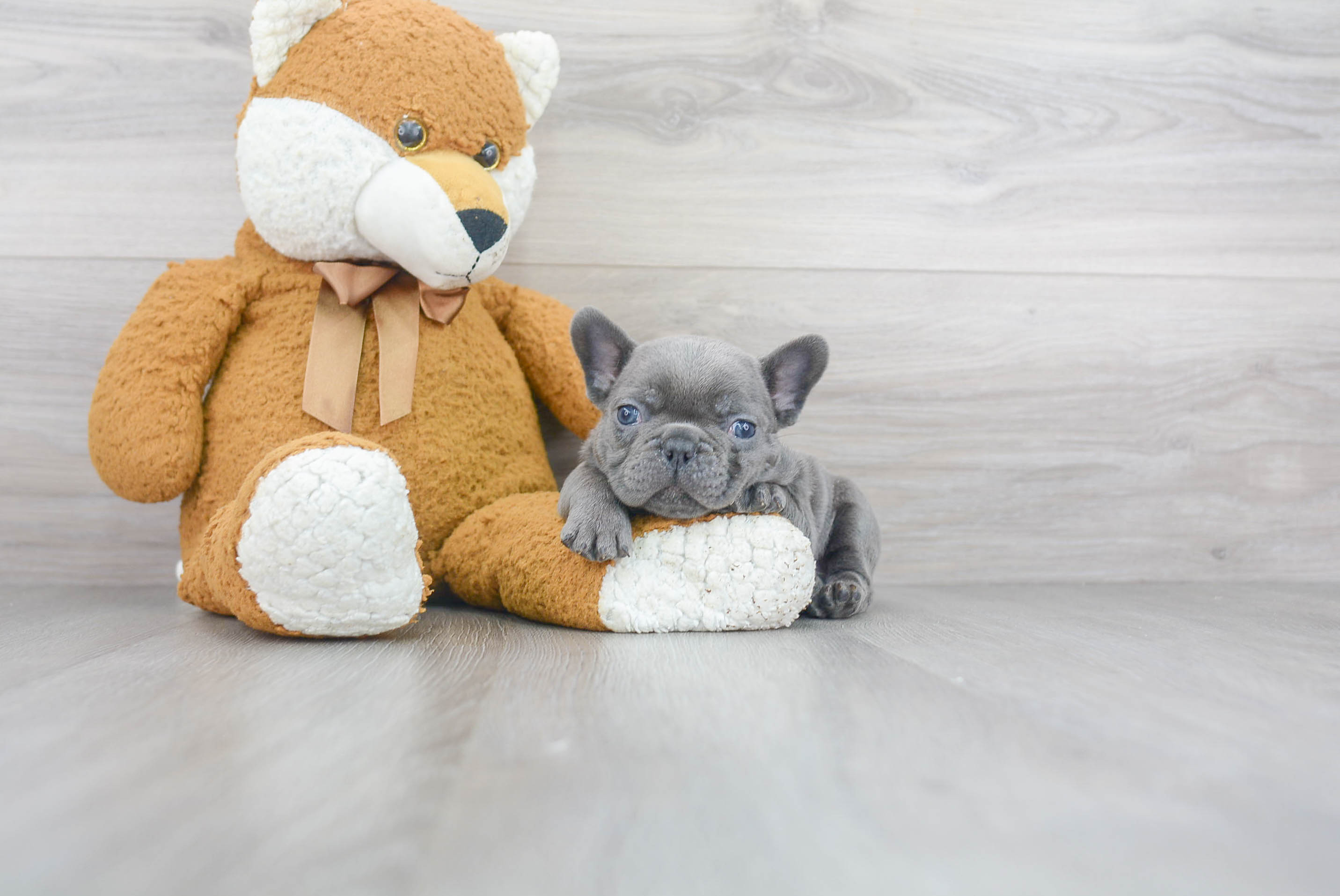 Little French Bulldog Baby