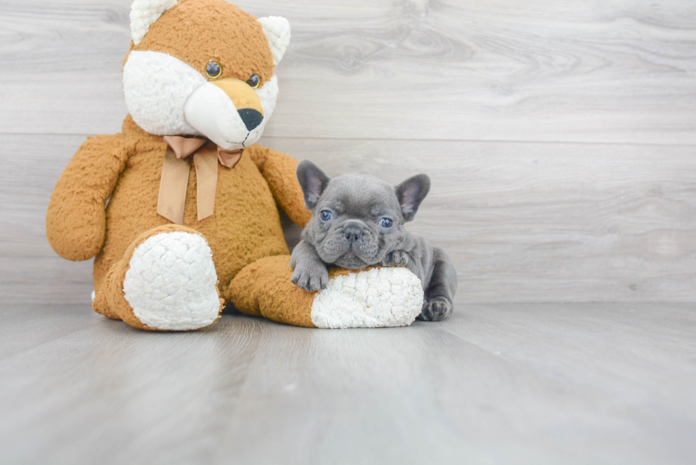 Little French Bulldog Baby