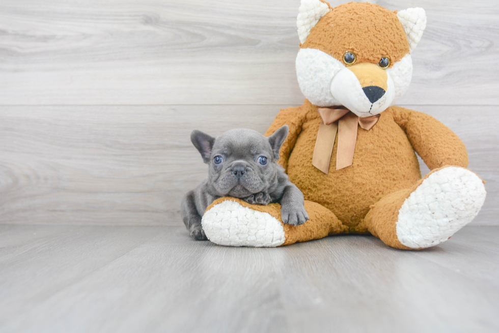 French Bulldog Puppy for Adoption