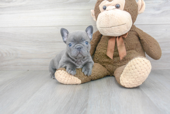 Petite Frenchie Purebred Puppy