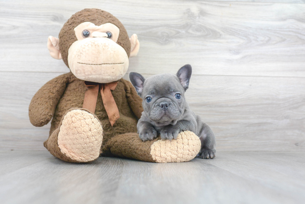 Little French Bulldog Baby