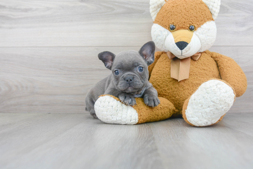 French Bulldog Pup Being Cute