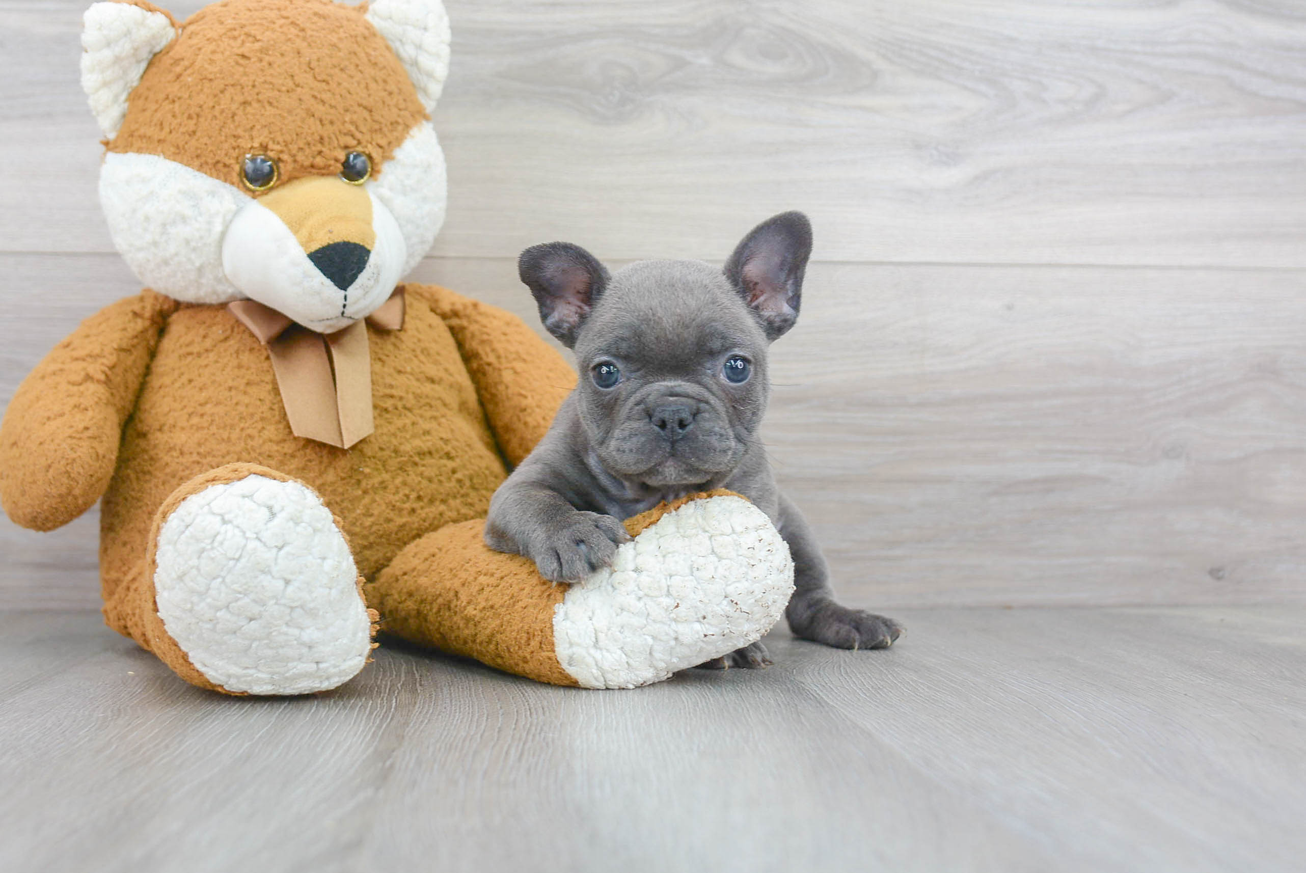 Adorable Frenchie Purebred Puppy
