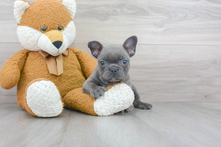 Adorable Frenchie Purebred Puppy