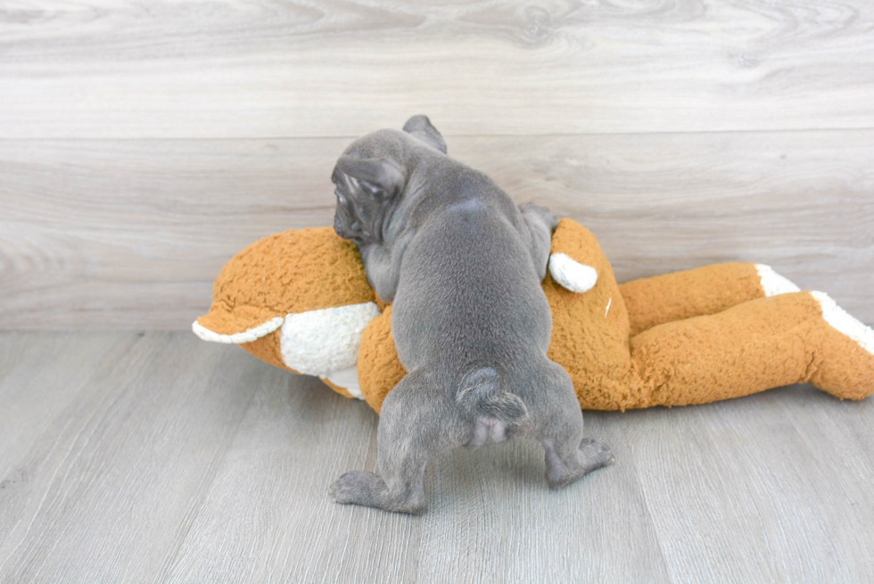 French Bulldog Puppy for Adoption