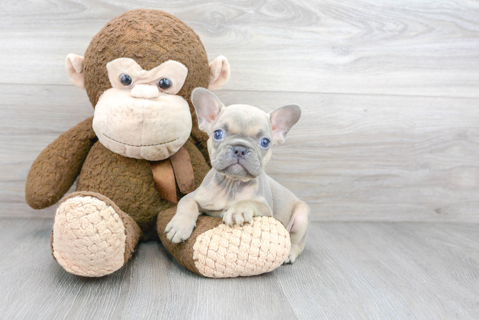 Best French Bulldog Baby