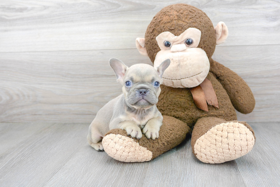 French Bulldog Puppy for Adoption