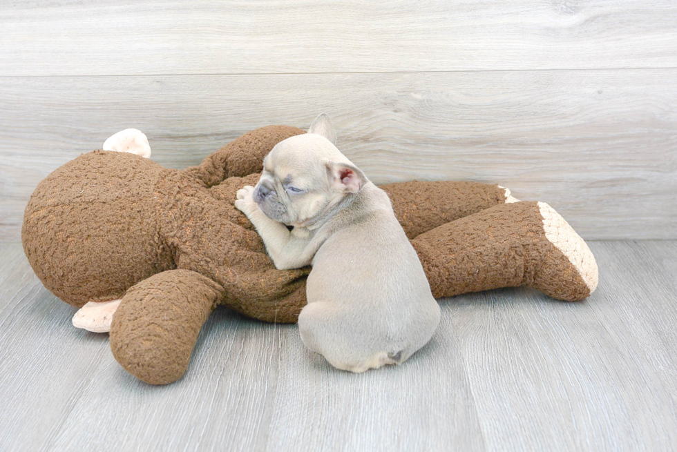 Hypoallergenic French Bulldog Purebred Pup