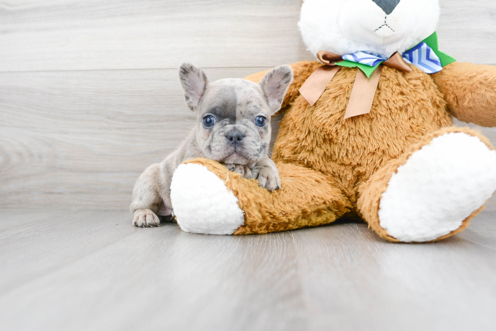 French Bulldog Puppy for Adoption