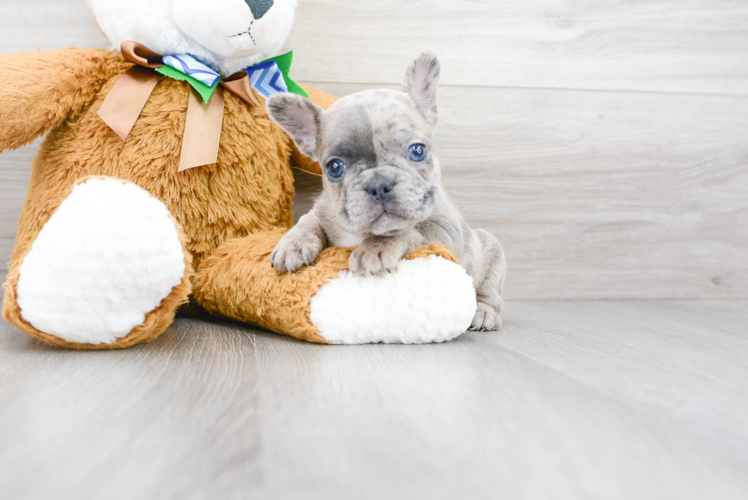 Energetic Frenchie Purebred Puppy