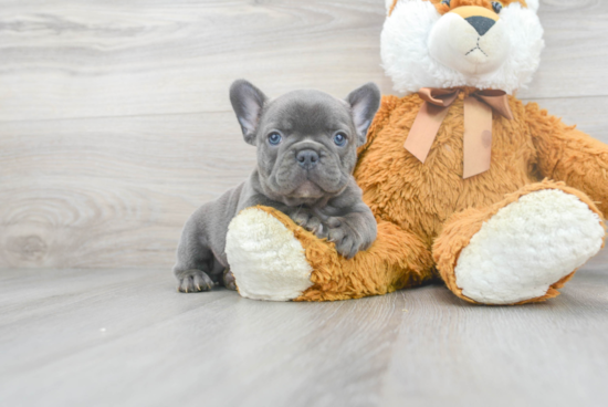 Popular French Bulldog Purebred Pup