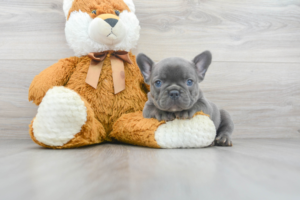 Hypoallergenic French Bulldog Baby