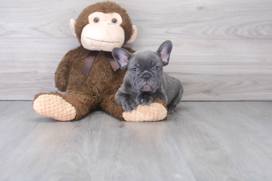 French Bulldog Puppy for Adoption