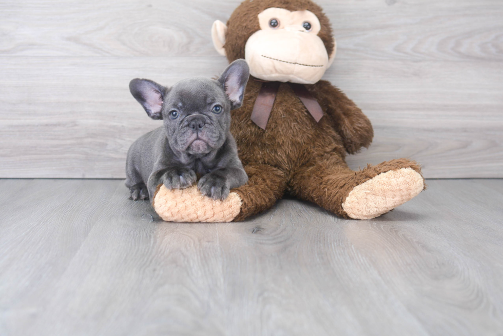 Adorable Frenchie Purebred Puppy