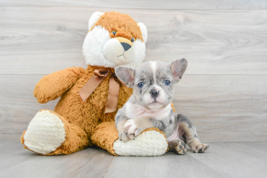 Happy Frenchie Purebred Puppy