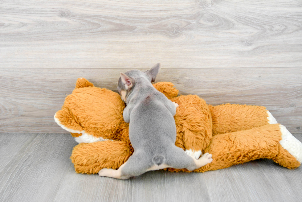 Fluffy Frenchie Purebred Puppy