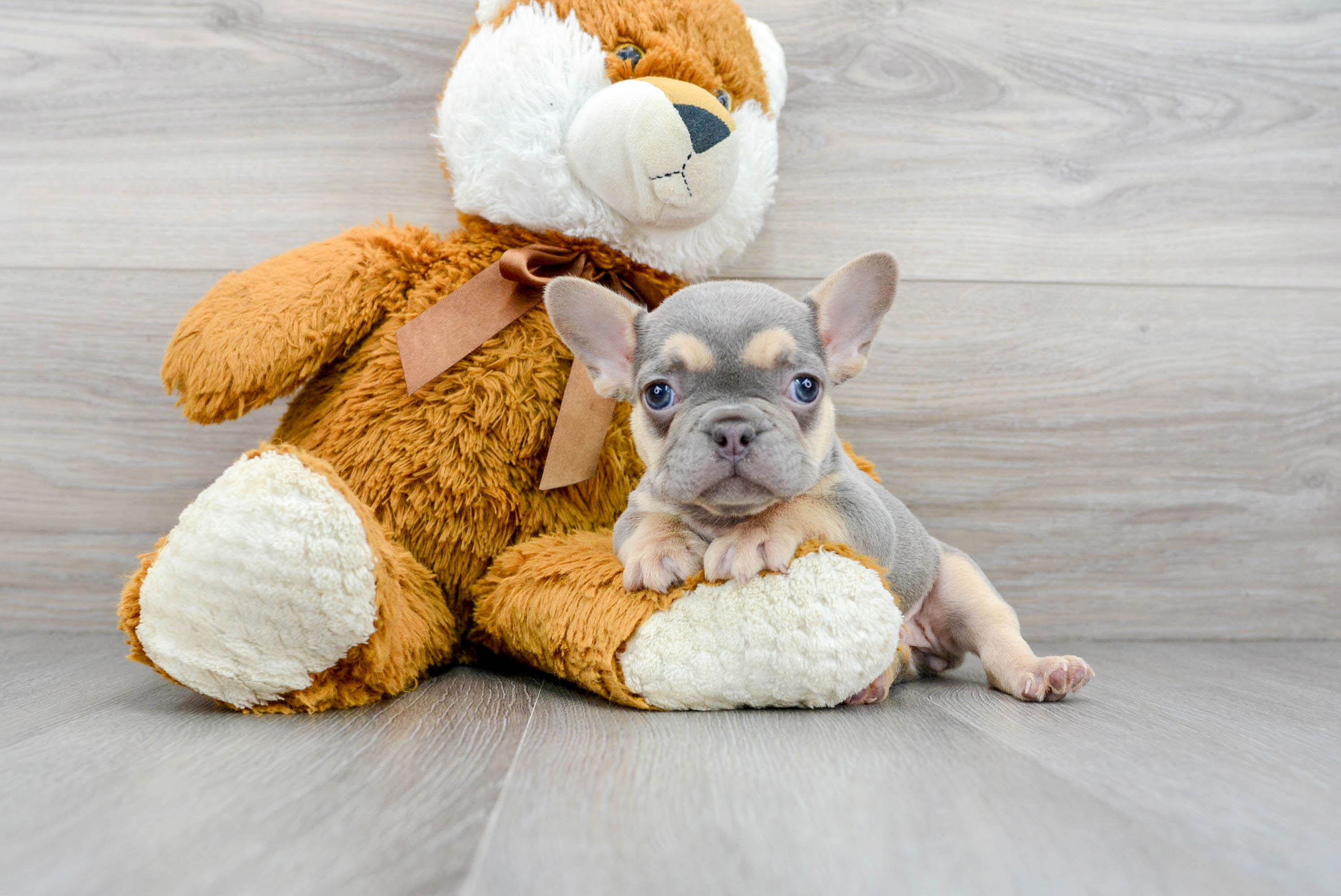 Fluffy Frenchie Purebred Puppy