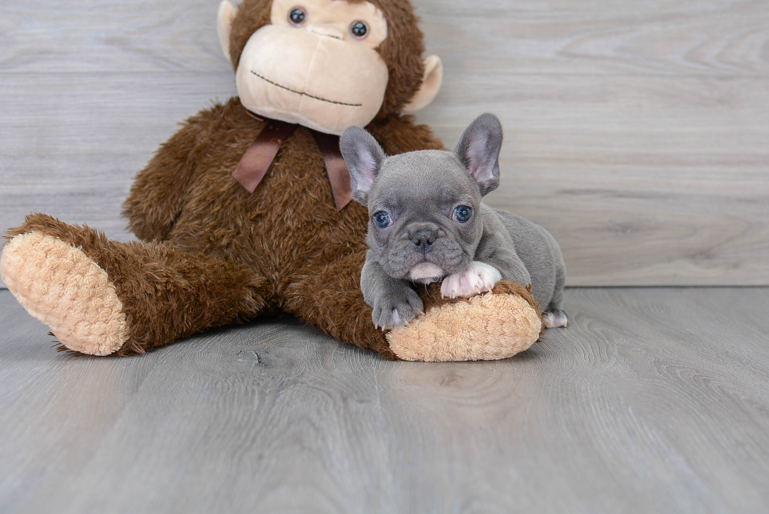 Cute Frenchie Purebred Puppy