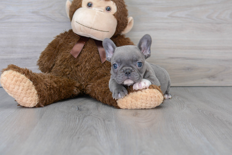 Cute Frenchie Purebred Puppy