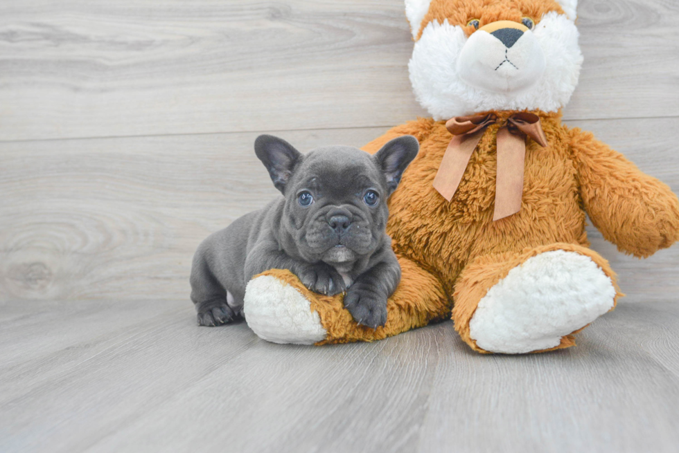 Little French Bulldog Purebred Pup