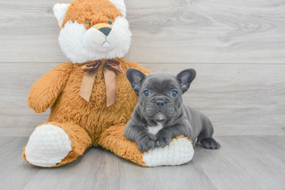 Best French Bulldog Baby