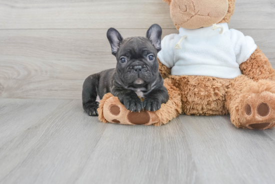 Friendly French Bulldog Baby