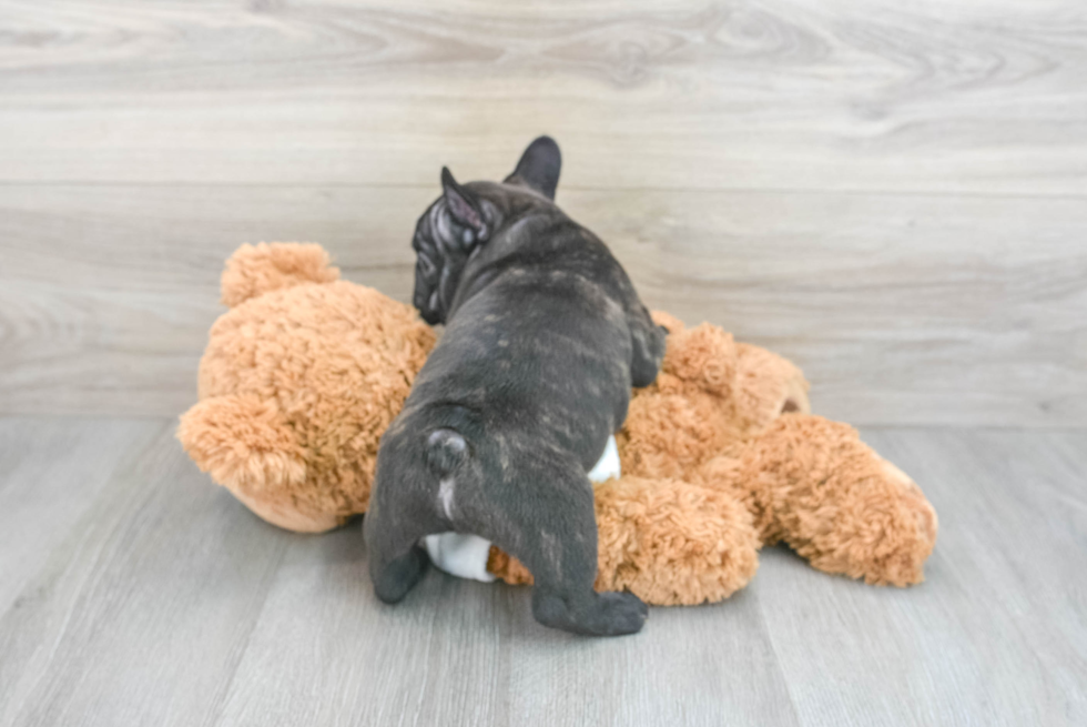 Playful French Bulldog Purebred Pup