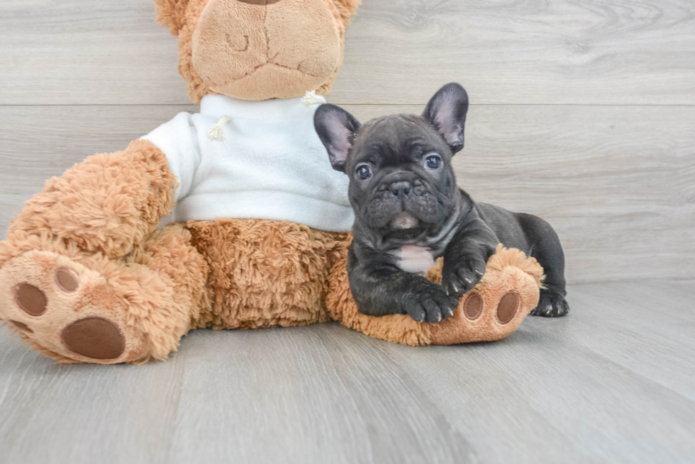 French Bulldog Pup Being Cute