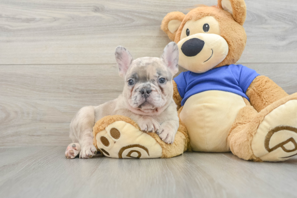 Energetic Frenchie Purebred Puppy