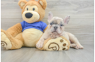 Best French Bulldog Baby