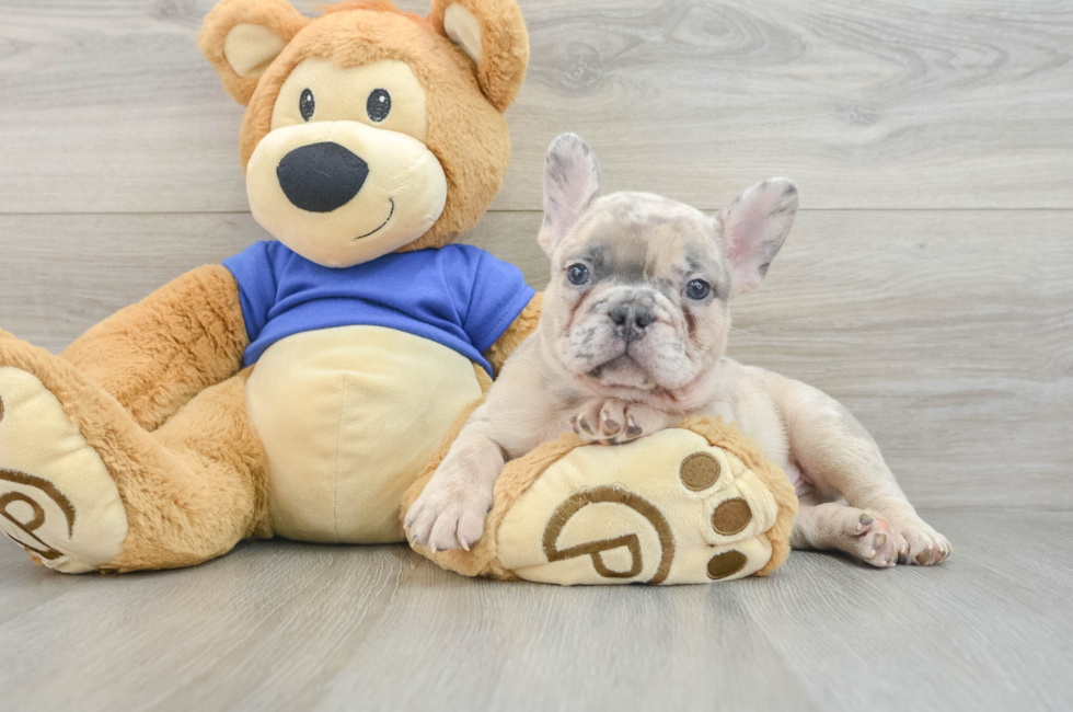 7 week old French Bulldog Puppy For Sale - Premier Pups