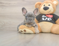 7 week old French Bulldog Puppy For Sale - Premier Pups