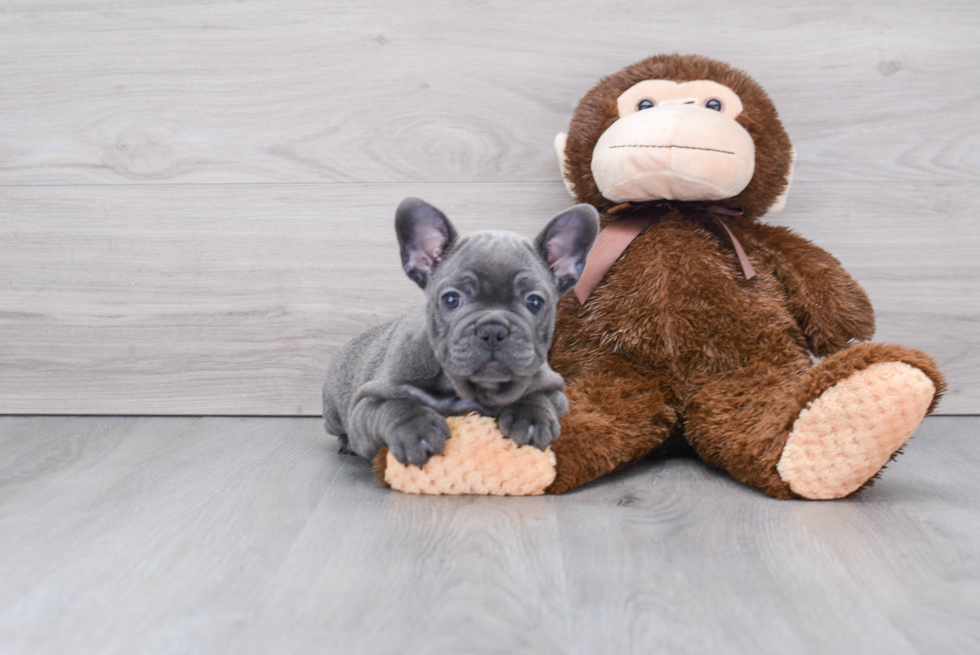 Energetic Frenchie Purebred Puppy