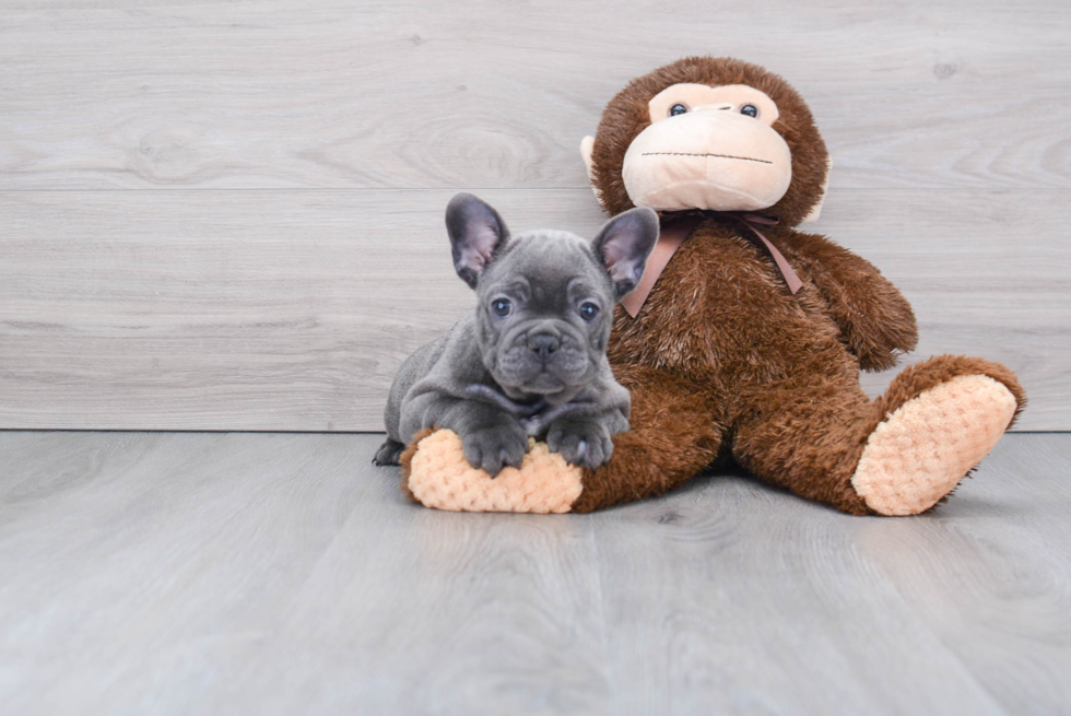 French Bulldog Pup Being Cute