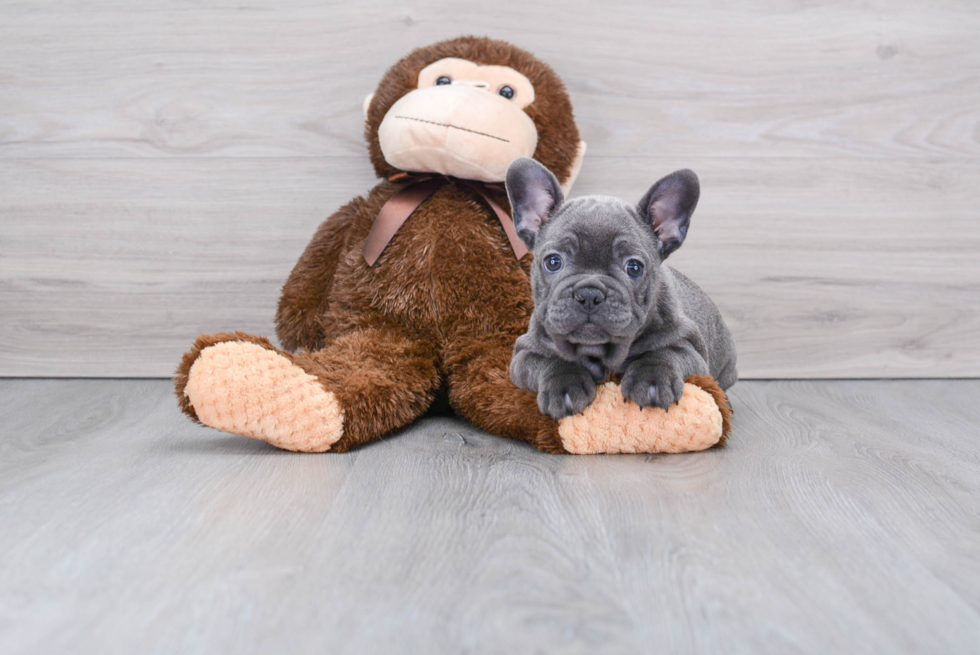 French Bulldog Pup Being Cute