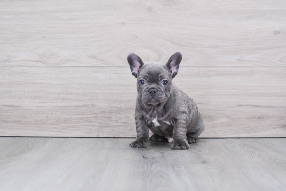 Friendly French Bulldog Purebred Pup