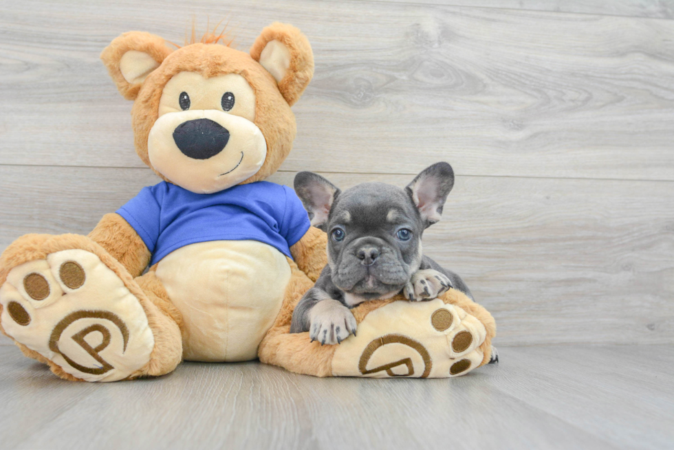 Sweet Frenchie Purebred Puppy