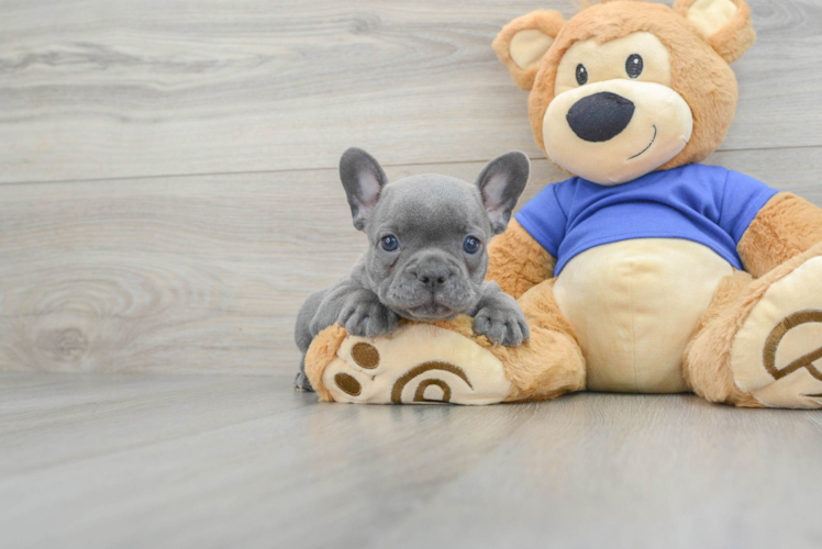 Best French Bulldog Baby