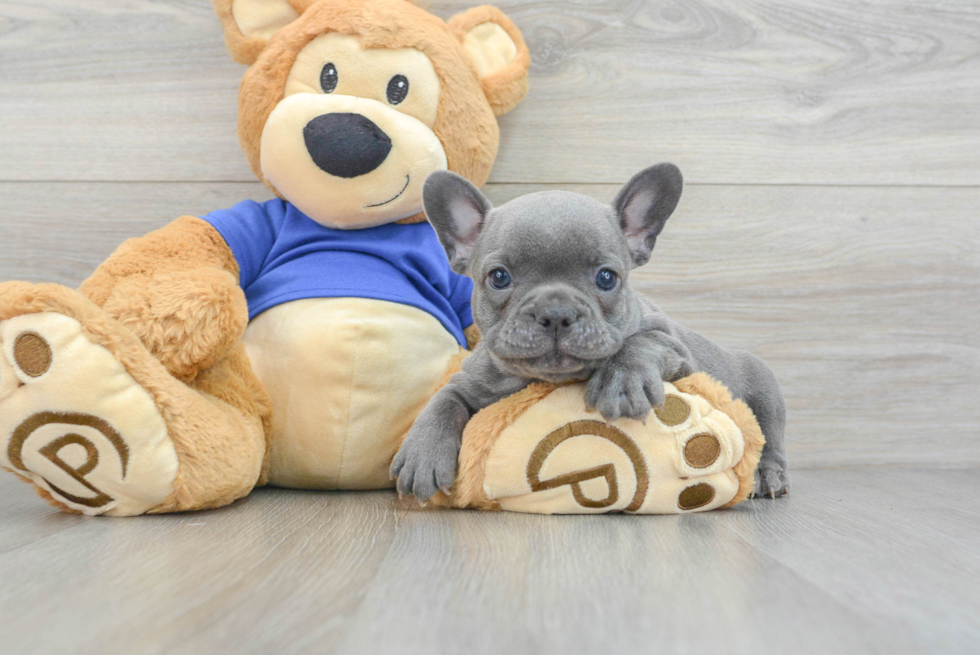 Happy Frenchie Purebred Puppy