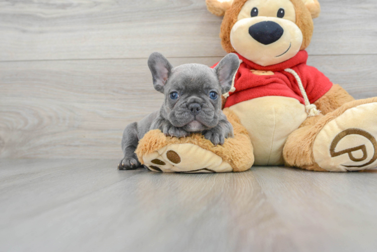 Best French Bulldog Baby