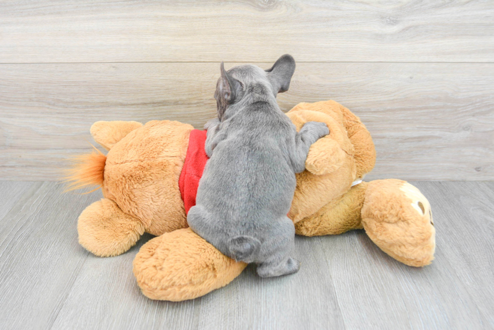 Adorable Frenchie Purebred Puppy