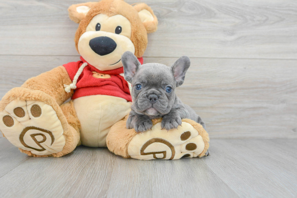 Smart Frenchie Purebred Puppy