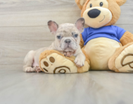 8 week old French Bulldog Puppy For Sale - Premier Pups