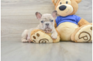 Best French Bulldog Baby