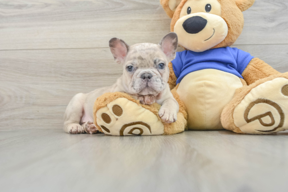 Best French Bulldog Baby