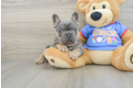 Little French Bulldog Baby