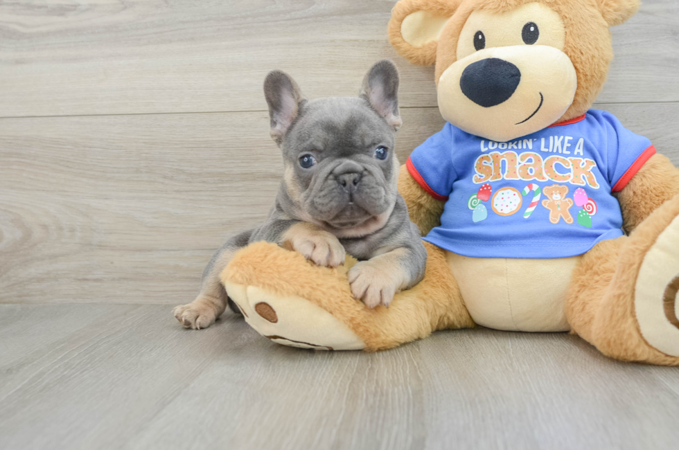 6 week old French Bulldog Puppy For Sale - Premier Pups